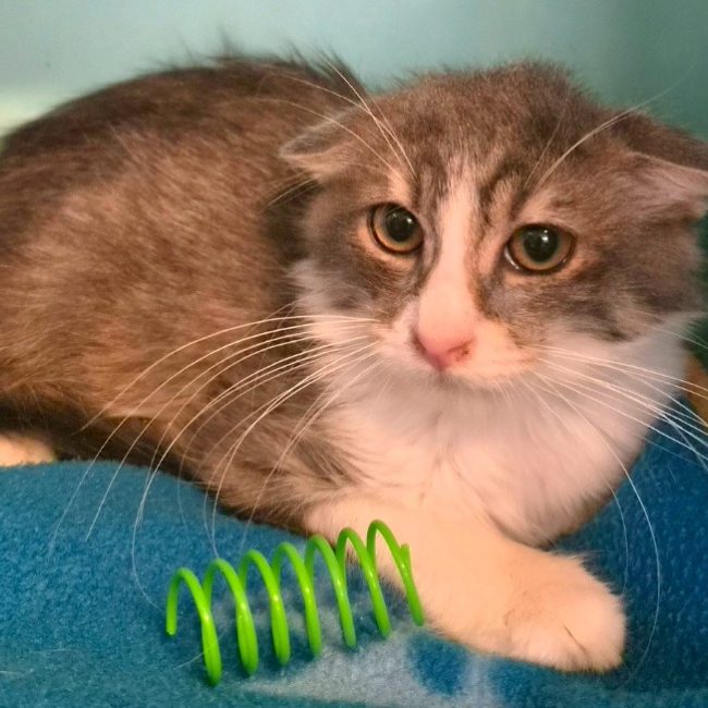 Etoile - Chat Européen à adopter
