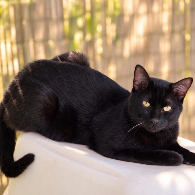 Serge - Chat Européen à adopter