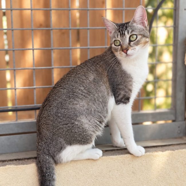 Liberty - Chat Européen à adopter