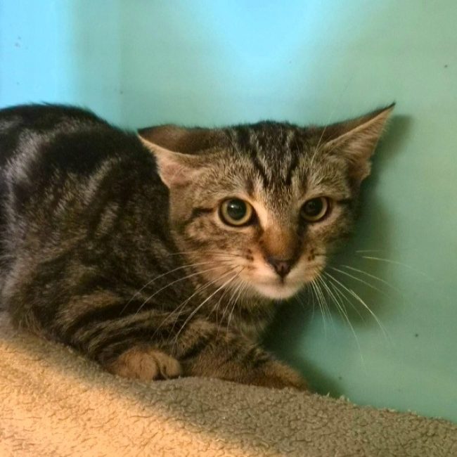 Stella - Chat Européen à adopter