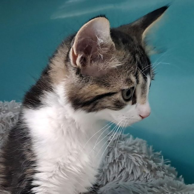 Raclette - Chat Européen à adopter