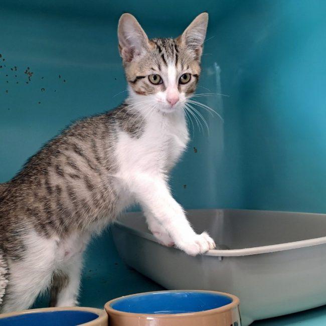 Croziflette - Chat Européen à adopter