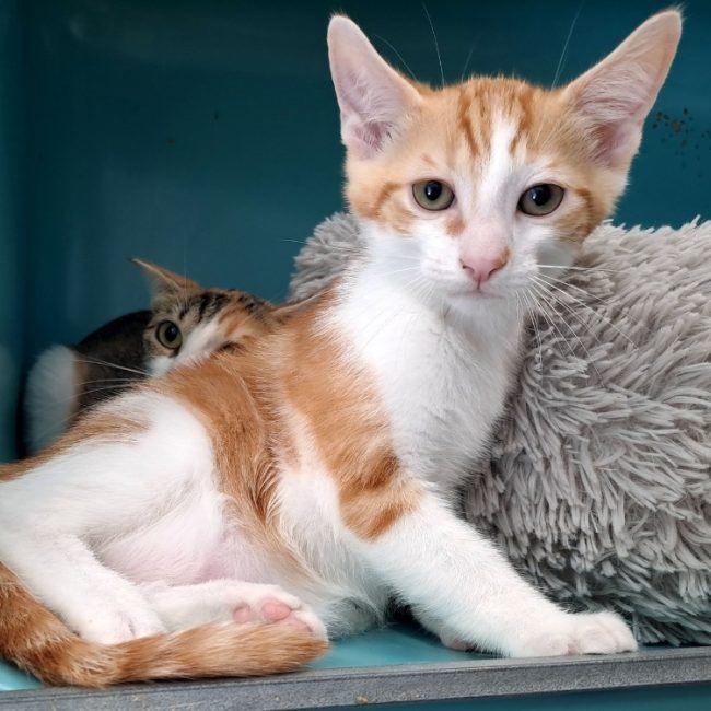 Fondue - Chat Européen à adopter