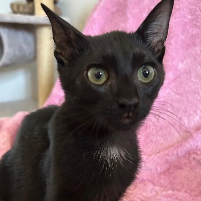 Noireau - Chat Européen à adopter