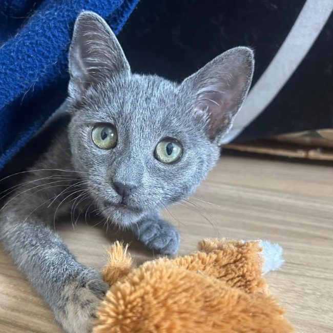 Opium - Chat Européen à adopter