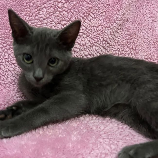 Grisou - Chat Européen à adopter