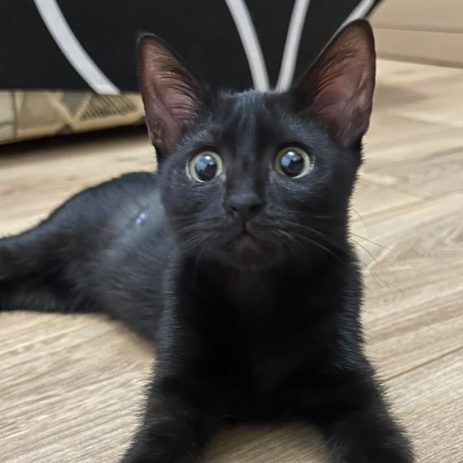 Ebene - Chat Européen à adopter