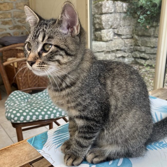 Inook - Chat Européen à adopter