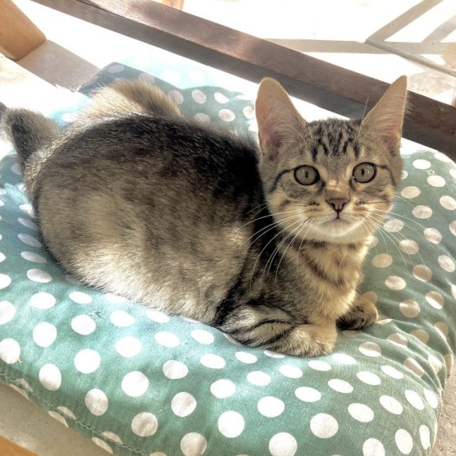 Keijo - Chat Européen à adopter