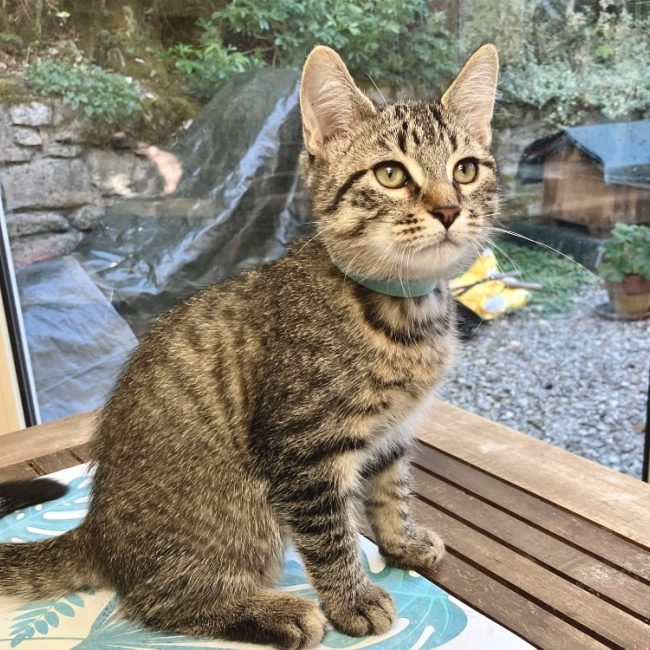 Bloom - Chat Européen à adopter
