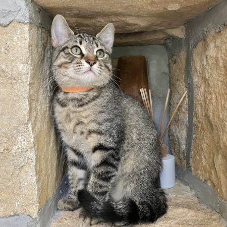 Pixel - Chat Européen à adopter