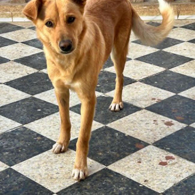 CANELLE - Chien à adopter