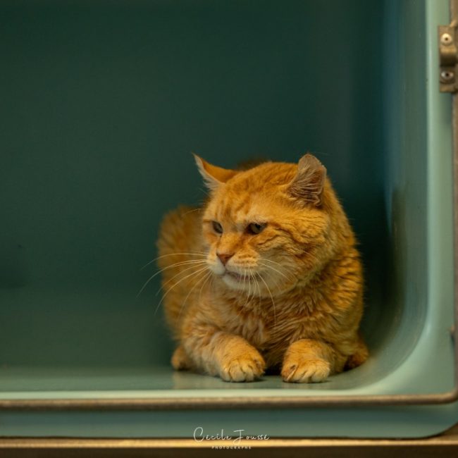 Tevrik - Chat Européen à adopter