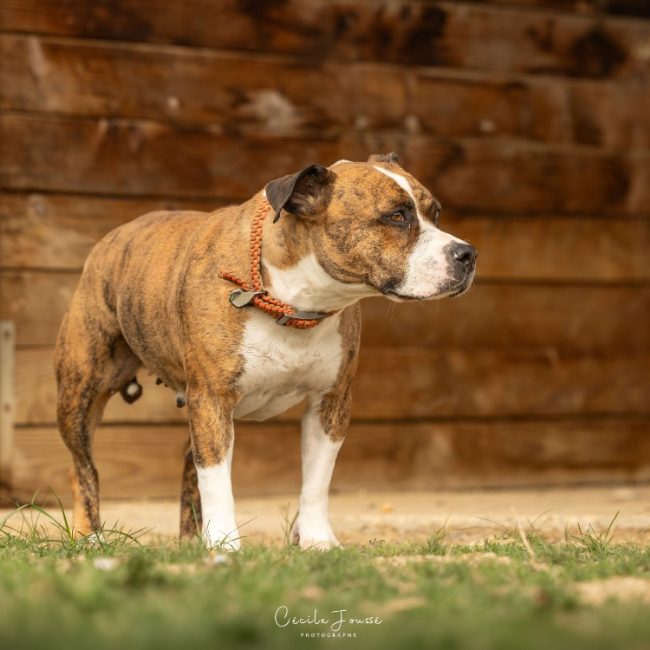 Royka - Chien à adopter