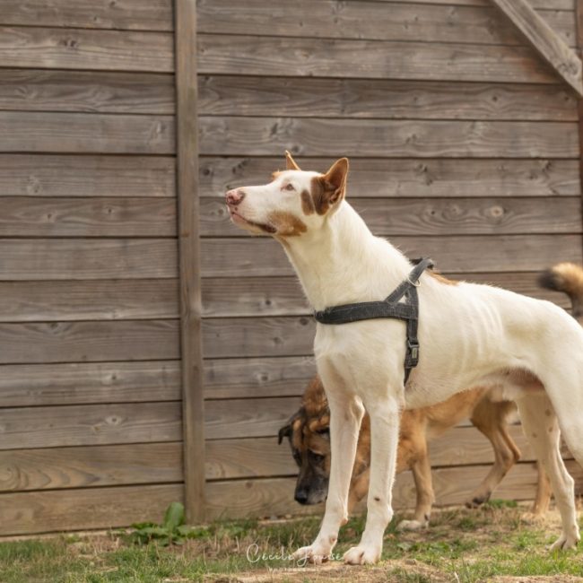 Milka - Chien à adopter