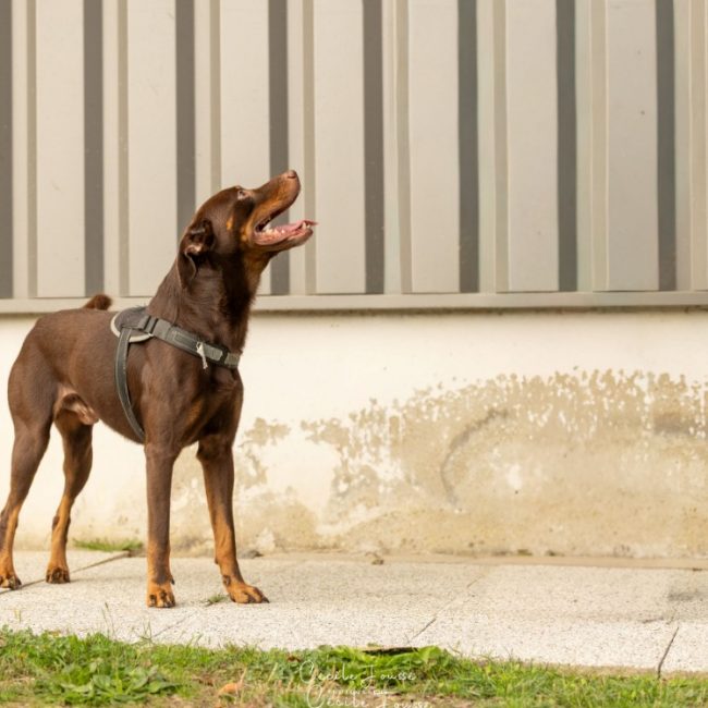 Bill - Chien à adopter