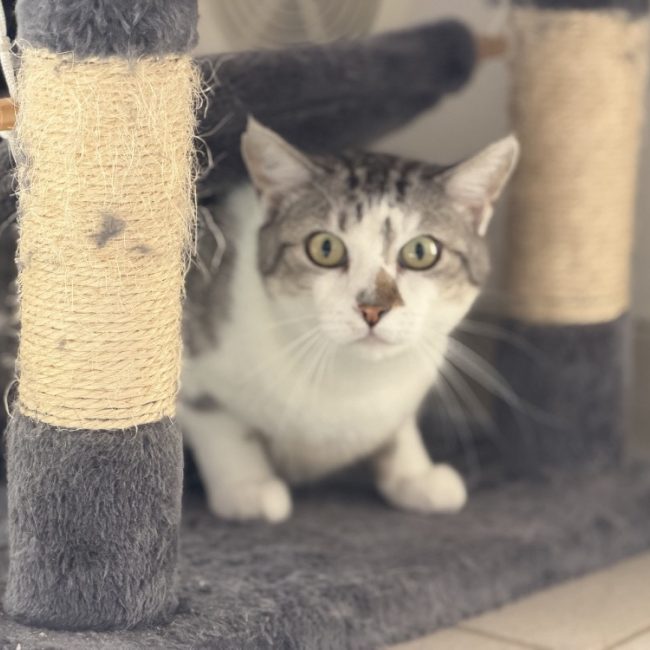 Jade - Chat Européen à adopter