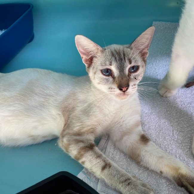 Kombucha - Chat Européen à adopter