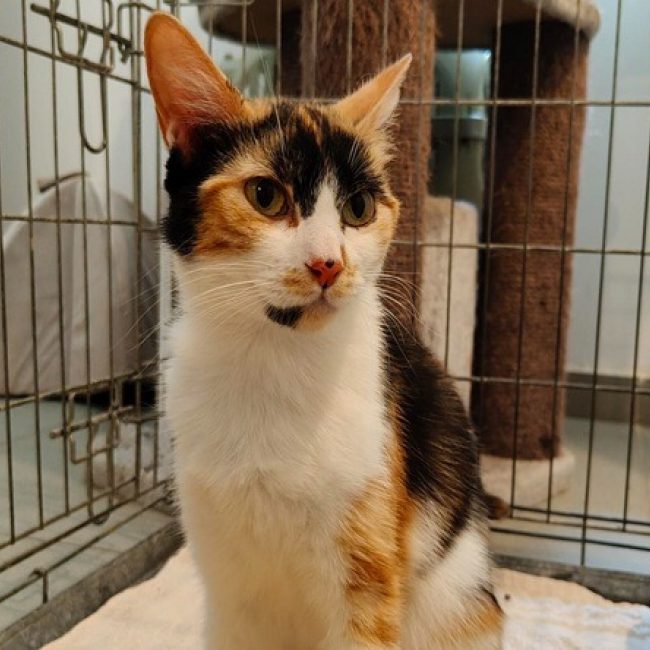 Eclipse - Chat Européen à adopter