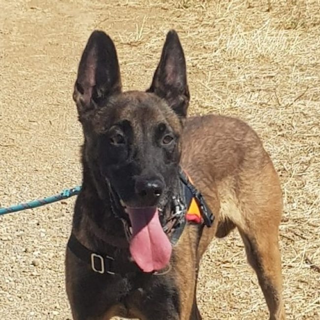 Marley - Chien Berger Belge Malinois à adopter