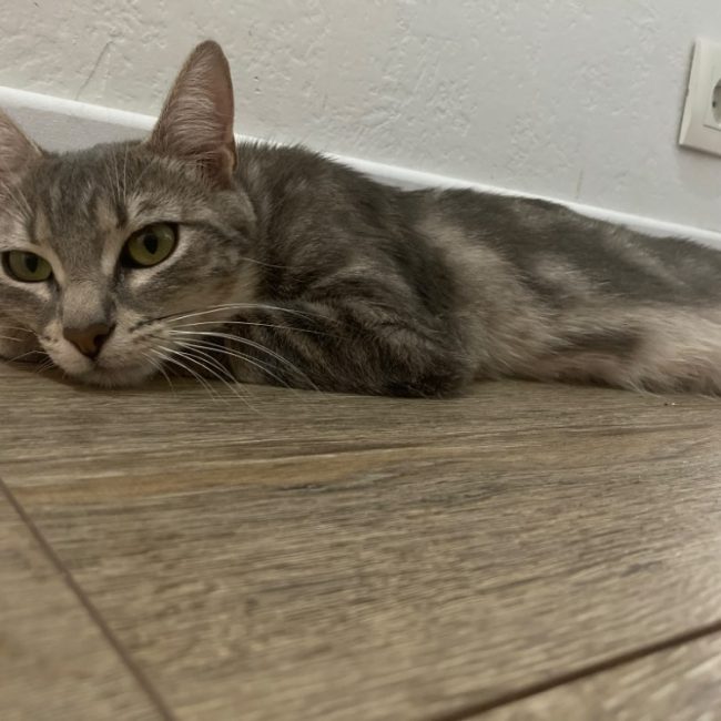 Blanche neige - Chat à adopter