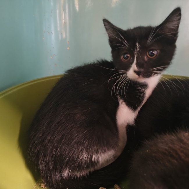 Nesta - Chat Européen à adopter