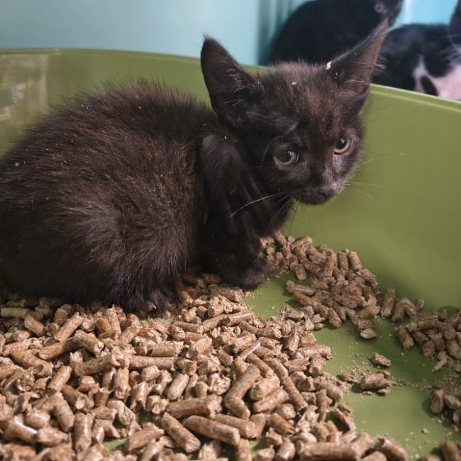 Riorson - Chat Européen à adopter