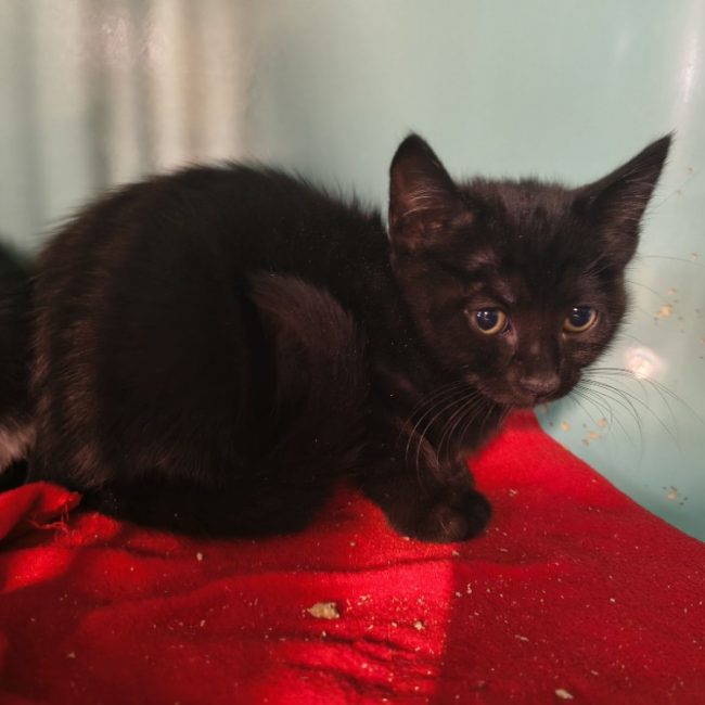 Azriel - Chat Européen à adopter