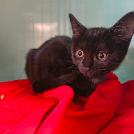 Propo - Chat Européen à adopter