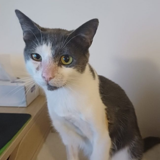 Auburn - Chat Européen à adopter