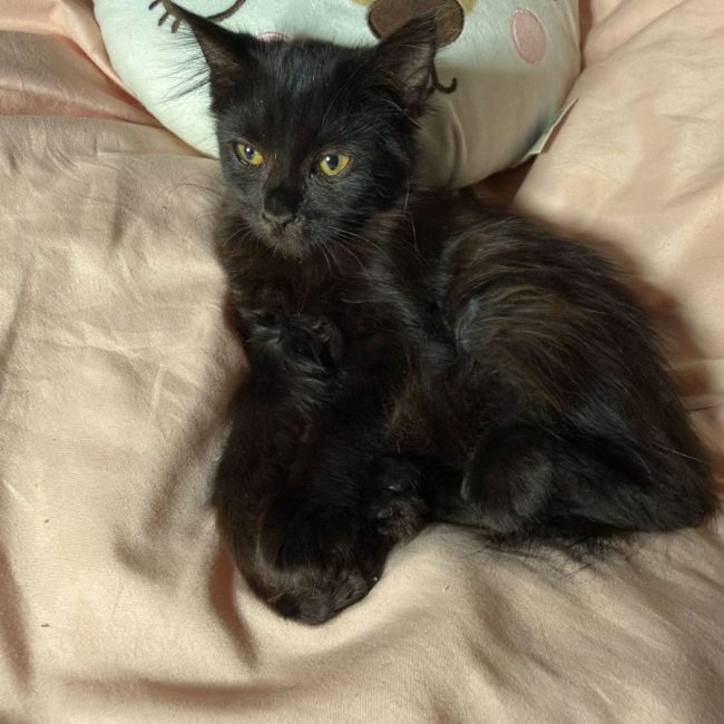 BOREALE - Chat Européen à adopter