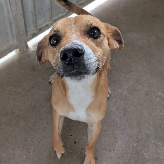 Balthazar - Chien à adopter