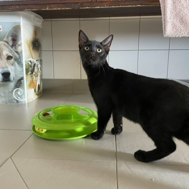 Baobad - Chat Européen à adopter