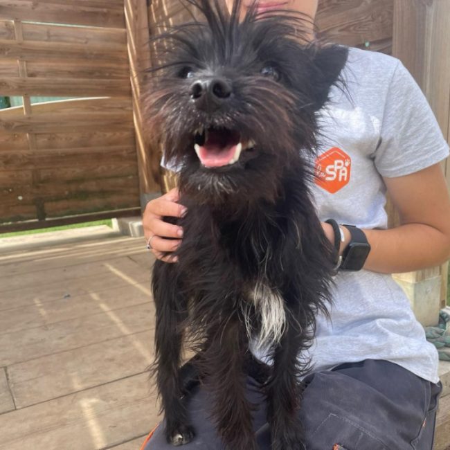 Selma - Chien Yorkshire Terrier à adopter