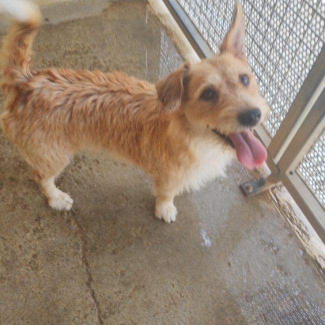 Mouki - Chien Cairn Terrier à adopter