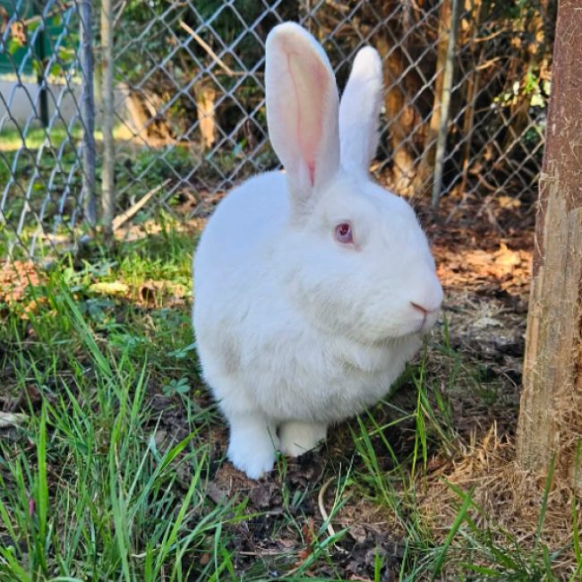 Jovan - Rongeur Lapin à adopter