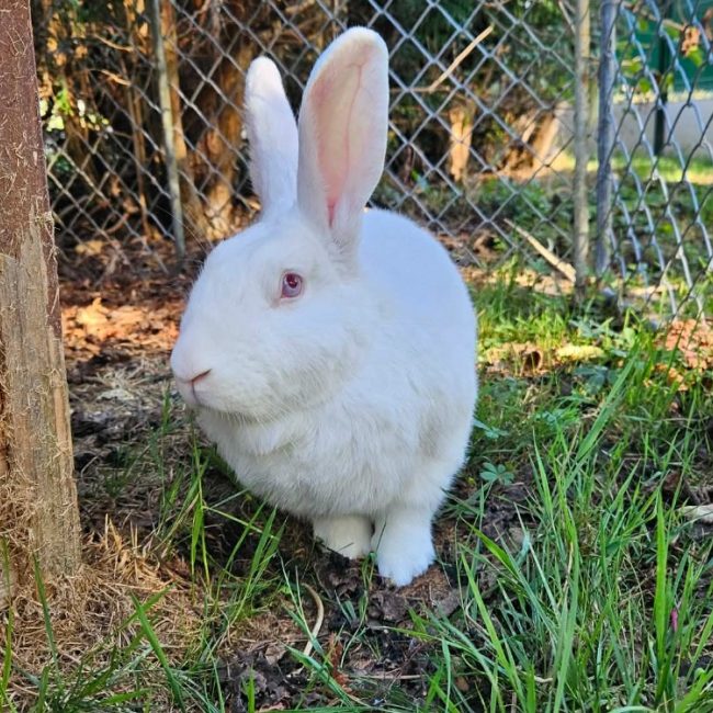 Pryce - Rongeur Lapin à adopter