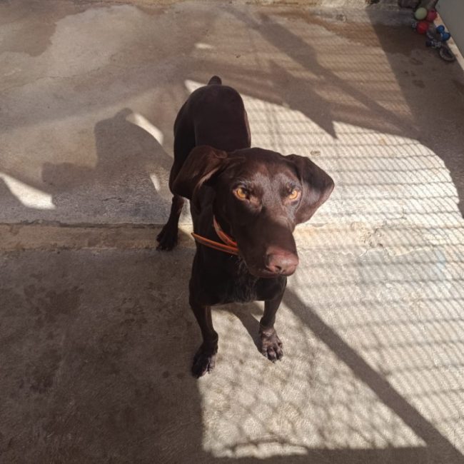 Aristo - Chien Braque allemand à poil court à adopter
