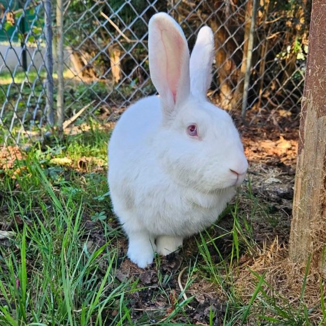 Downing - Rongeur Lapin à adopter
