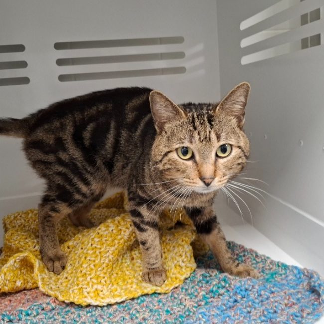 Royce - Chat Européen à adopter