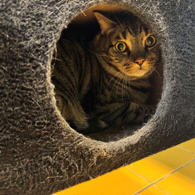 Lucifer dit trotti - Chat Européen à adopter