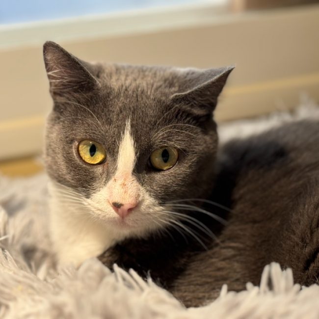 Berenis - Chat Européen à adopter