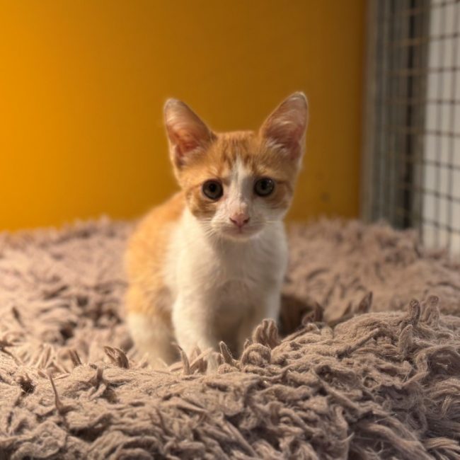 Maurice - Chat Européen à adopter