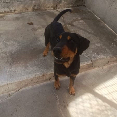 Hades à trouvé sa famille - Chien à adopter