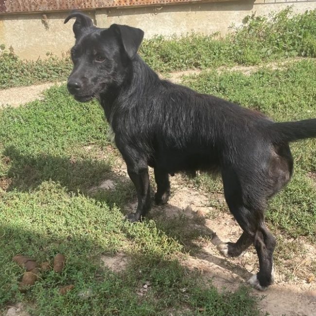 Patty - Chien Ratier pragois à adopter