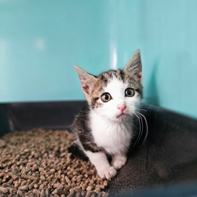 Pingui - Chat Européen à adopter