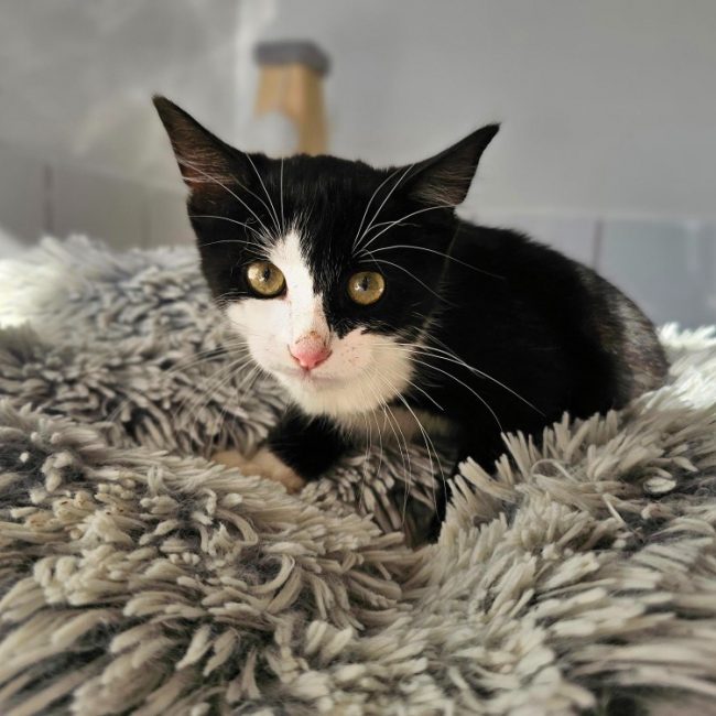 Bueno - Chat Européen à adopter