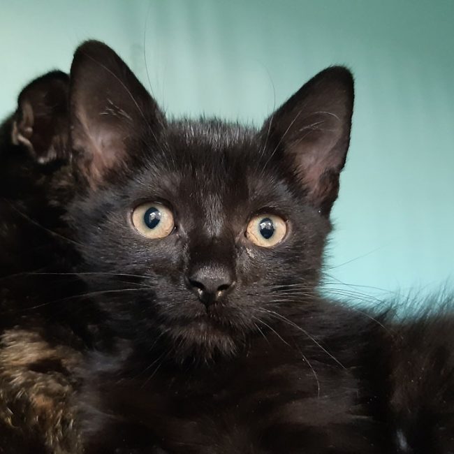 Adoro - Chat Européen à adopter