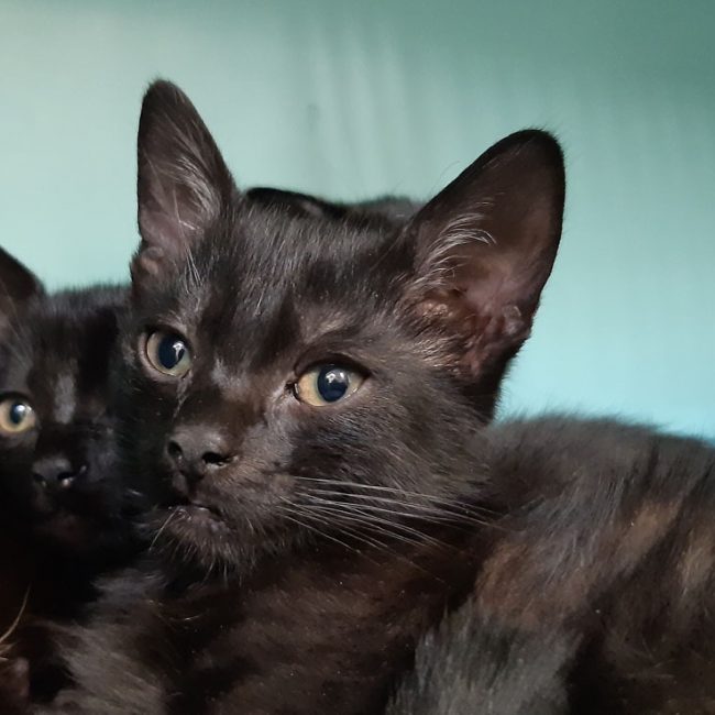 Anzar - Chat Européen à adopter