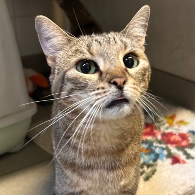 Morphee - Chat Européen à adopter